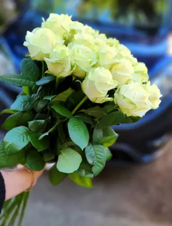 Букет из 21 белой розы